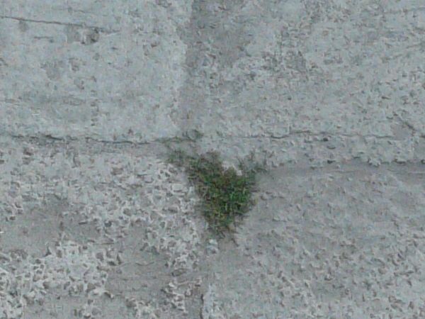 Rough grey asphalt texture, formed into a path between patches of green grass and rocky, sandy weeds.